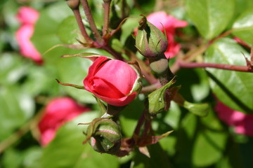 Fototapete bei efototapeten.de bestellen   