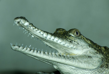 feshwater crocodile.