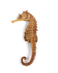 sea horse (with clipping path)