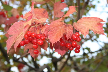 snowball tree, guelder-rose, viburnum