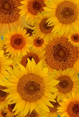 Schilderijen op glas sunflowers © TRITOOTH