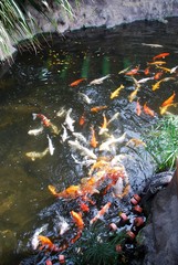japanese koi carp in a swarm