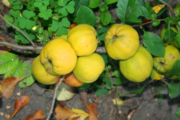 japan quince