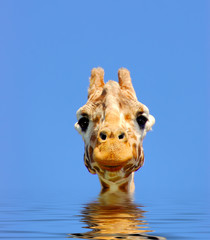 curious giraffe swimming