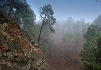 misty pine