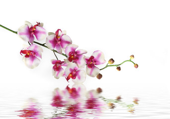 single stem of orchid flower on water