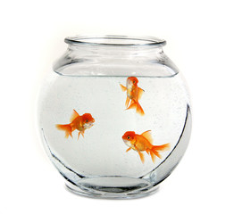 three goldfish in a bowl