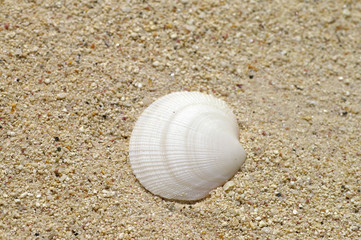 seashell on sand