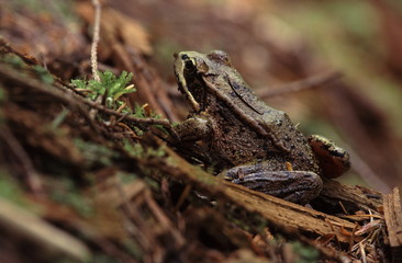frog