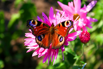 beautiful chrysanthemas