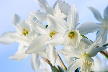 Obraz na płótnie Canvas white miniature daffodils