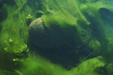 water flora