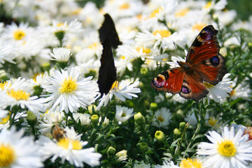 white chrysanthemas with butterflies
