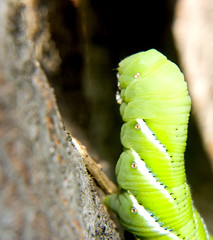 close up of the head of caterpillar