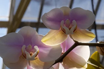 Velvet curtains Orchid back-lit orchids