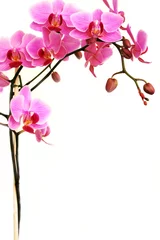 Printed roller blinds Orchid pink orchid