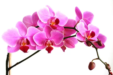 Deurstickers Orchidee roze orchidee
