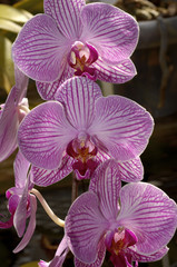 pink striped orchids