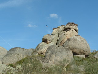 ciguëñas en rocas