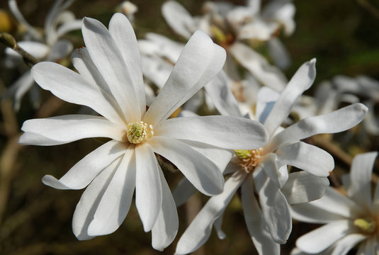 Fototapeta magnolia 04