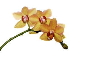Naklejka premium orchidée jaune 2
