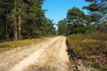 Fototapeta premium forrest path with blue sky.