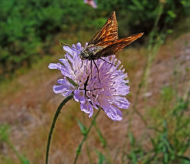 the butterfly on a flower