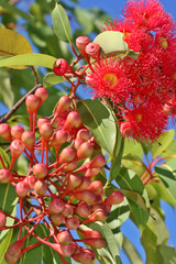 australian gumnut flowers