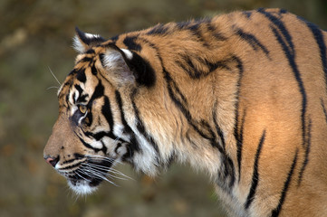 sumatran tiger