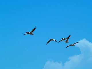 pelicans in flight