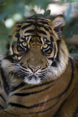 sumatran tiger