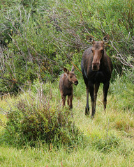 mother & baby moose