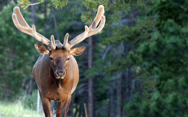 huge rocky mountain elk