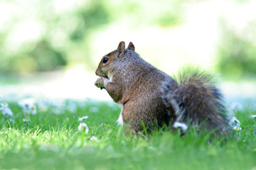 squirrel in the dublin botanic garden