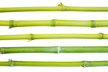 bamboo canes