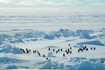 Tableaux ronds sur aluminium Antarctique penguin group in icescape