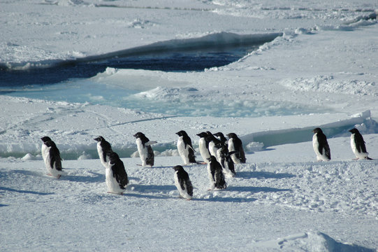 penguins crossing