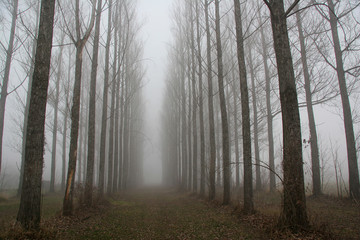 Obraz premium nebbia 21