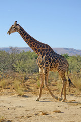 walking giraffe