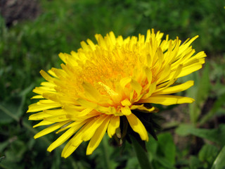 dandelion