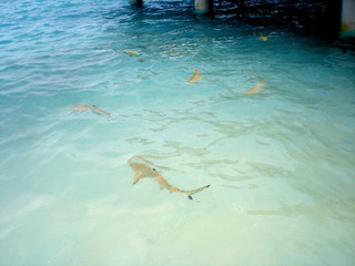 sharks in the maldives