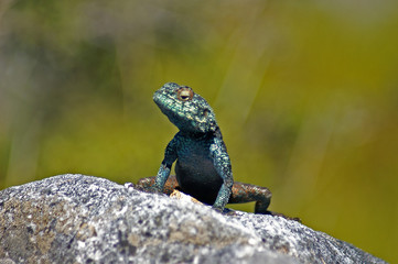 green-blue lizard