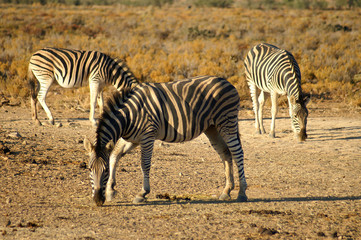 Fototapeta na wymiar three zebras