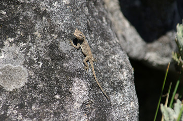 camouflaged lizard