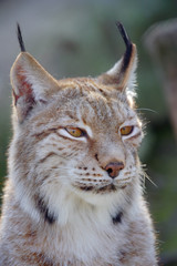 bobcat