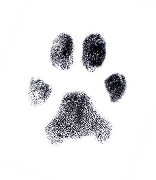 Fototapeta huella digital canina