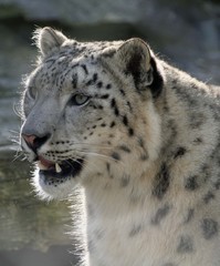 1 snow leopard
