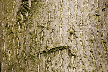 tree bark texture