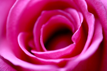Fototapeta na wymiar soft focus rose