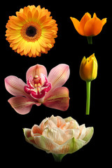 freigestellte blumen
